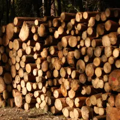 Jakie drewno do kominka? Wybierz najlepsze i pal bezpiecznie!
